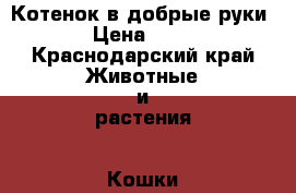 Котенок в добрые руки › Цена ­ 50 - Краснодарский край Животные и растения » Кошки   